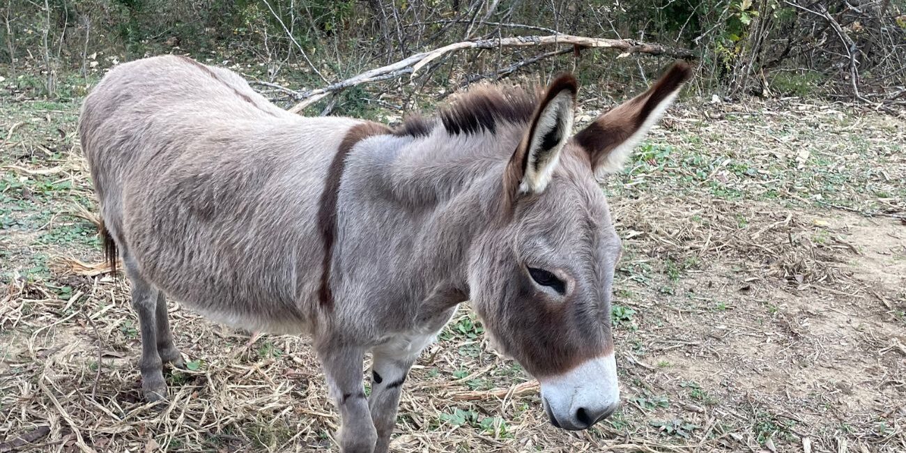 The Mansfield Series — Part 2 (1)