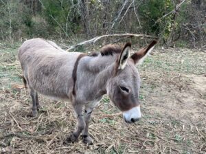 The Mansfield Series — Part 2 (1)