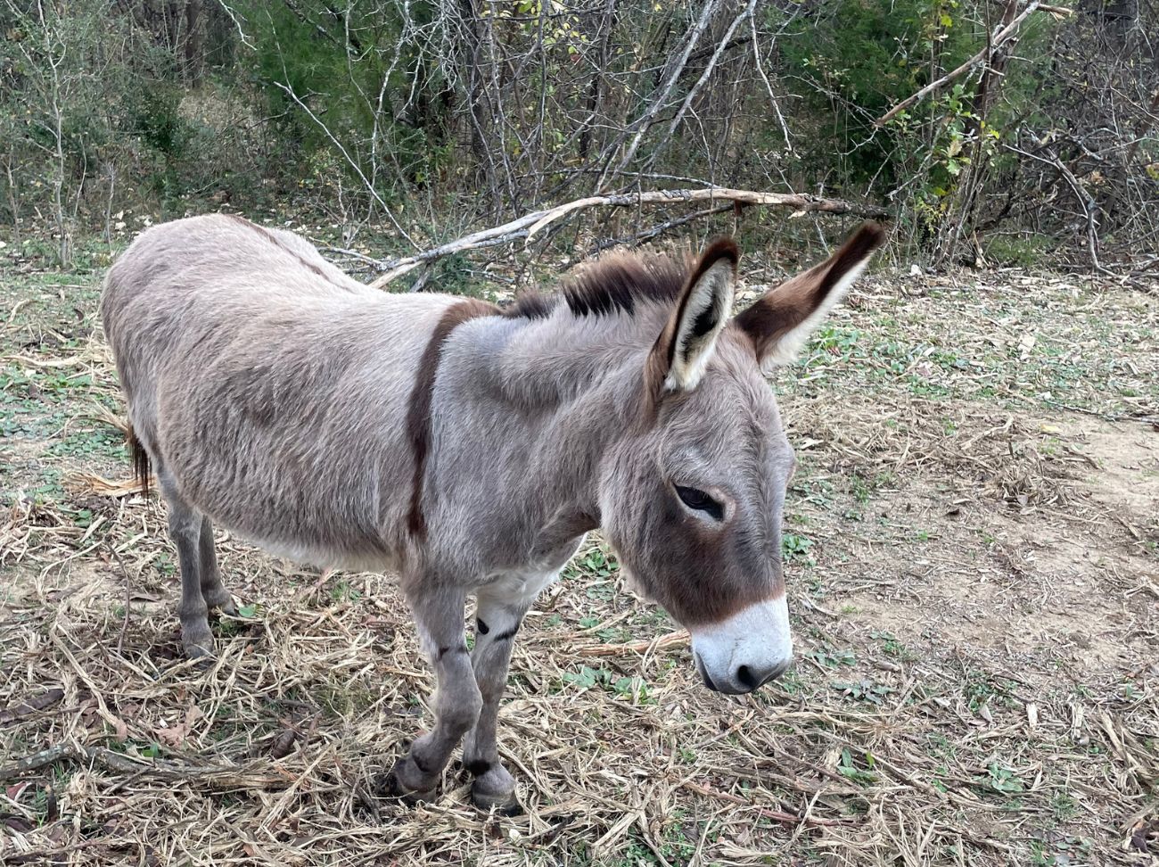 The Mansfield Series — Part 2 (1)